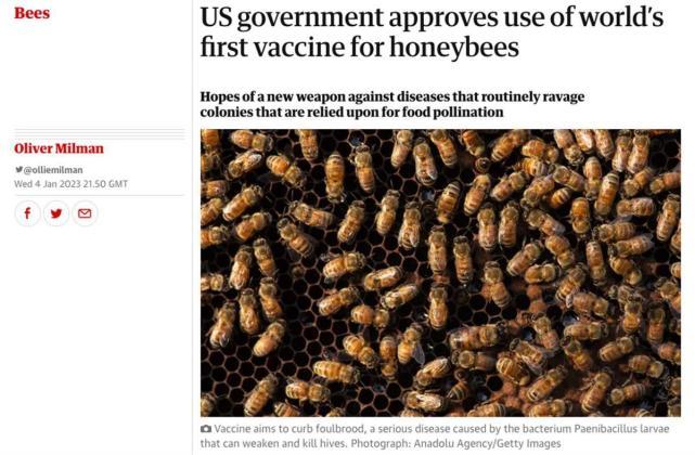 全球首款蜜蜂疫苗获批,保护蜂群抵抗美洲幼虫腐臭病